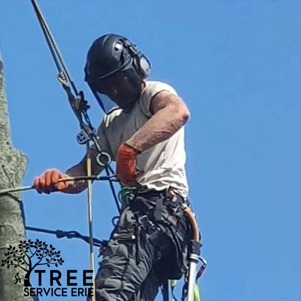 Erie Tree Service Co Image